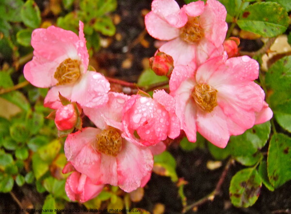 Wild roses in the rain Picture Board by Stephanie Moore