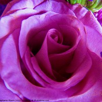 Buy canvas prints of Pink rose by Stephanie Moore