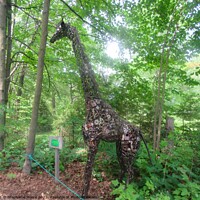 Buy canvas prints of Giraffe by Stephanie Moore