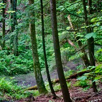 Buy canvas prints of Forest by Stephanie Moore