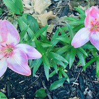 Buy canvas prints of Pink Lilies by Stephanie Moore
