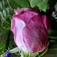 Buy canvas prints of Dying pink rose by Stephanie Moore