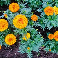 Buy canvas prints of Marigolds by Stephanie Moore