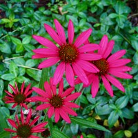 Buy canvas prints of Bright pink daisies by Stephanie Moore