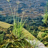 Buy canvas prints of Weeds in the river by Stephanie Moore