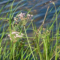 Buy canvas prints of River weeds by Stephanie Moore