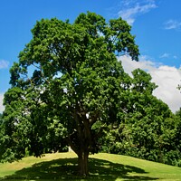 Buy canvas prints of Tree on a hill by Stephanie Moore