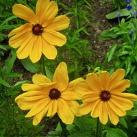 Buy canvas prints of Brown eyed Susans by Stephanie Moore