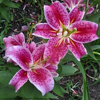 Buy canvas prints of Stargazer Lilies by Stephanie Moore