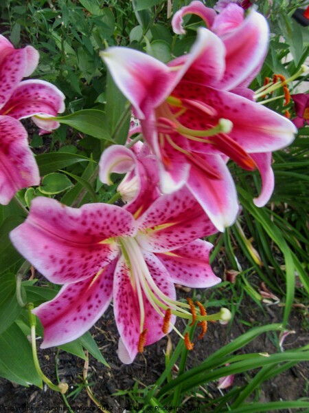 Stargazer lilies Picture Board by Stephanie Moore