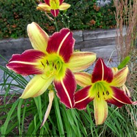 Buy canvas prints of Red and yellow lilies by Stephanie Moore