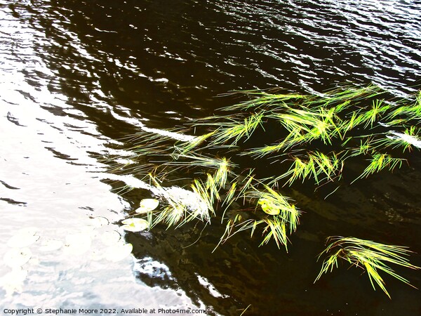 Water weeds Picture Board by Stephanie Moore