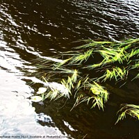 Buy canvas prints of Water weeds by Stephanie Moore