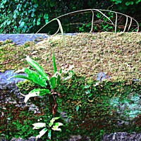 Buy canvas prints of Moss covered Irish Bridge by Stephanie Moore