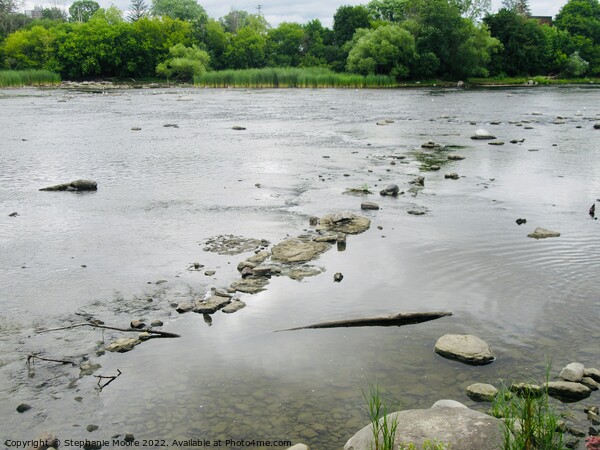 Very low Rideau River Picture Board by Stephanie Moore
