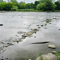 Buy canvas prints of Very low Rideau River by Stephanie Moore