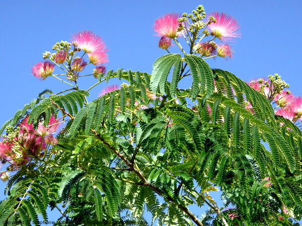 Mimosa flowers against a blue sky Picture Board by Stephanie Moore