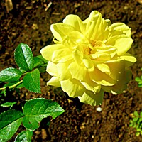 Buy canvas prints of Yellow rose by Stephanie Moore