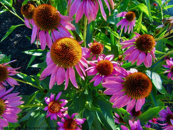Sunlit coneflowers Picture Board by Stephanie Moore