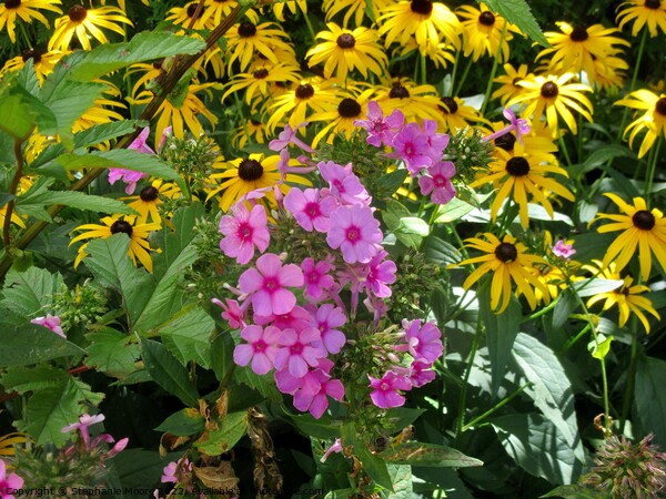 Pink and yellow flowers in the garden Picture Board by Stephanie Moore