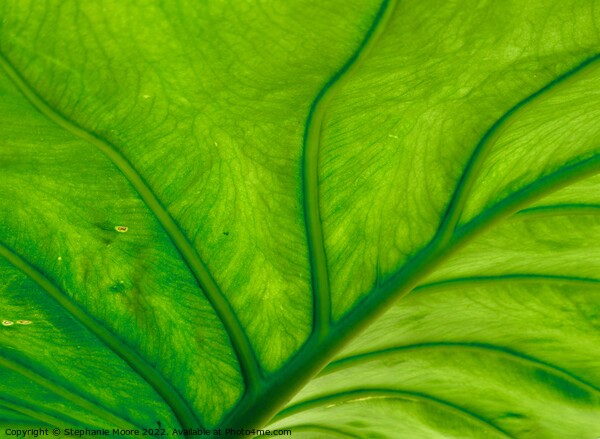 Green Leaf Picture Board by Stephanie Moore