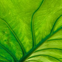 Buy canvas prints of Green Leaf by Stephanie Moore