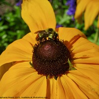 Buy canvas prints of Yellow daisy and bee by Stephanie Moore