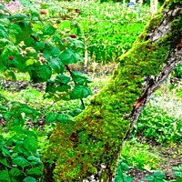 Buy canvas prints of Moss covered tree by Stephanie Moore
