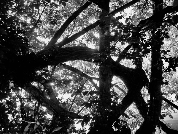 A Tangle of Trees Picture Board by Stephanie Moore