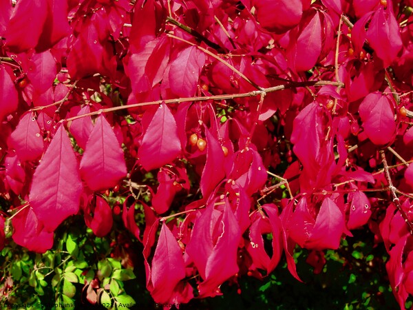 Scarlet Sumac Leaves Picture Board by Stephanie Moore