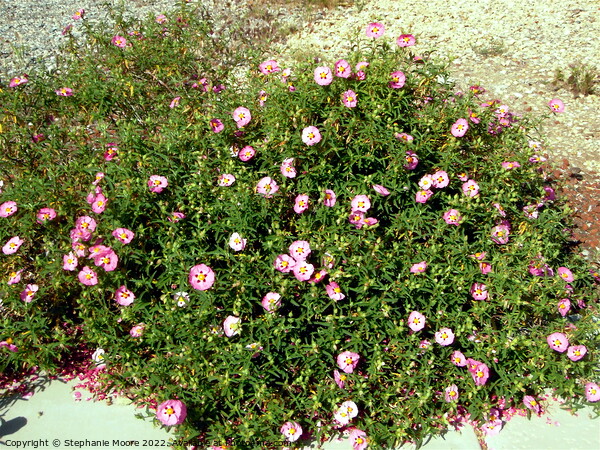 Rock Roses Picture Board by Stephanie Moore