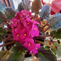 Buy canvas prints of Pink African violet by Stephanie Moore