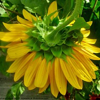 Buy canvas prints of Sunflowers seen from behind by Stephanie Moore