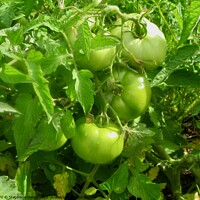 Buy canvas prints of Tomatoes by Stephanie Moore