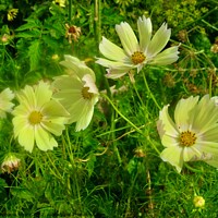 Buy canvas prints of Dill Flowers by Stephanie Moore