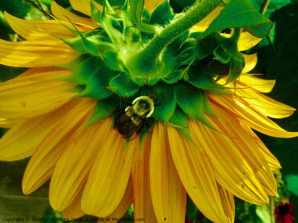 Sunflower and bee Picture Board by Stephanie Moore