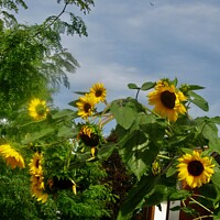 Buy canvas prints of Sunflowers by Stephanie Moore