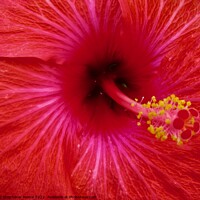 Buy canvas prints of Red Hibiscus by Stephanie Moore