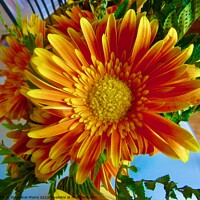 Buy canvas prints of Colourful daisies by Stephanie Moore