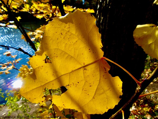 Sunlit Leaf Picture Board by Stephanie Moore