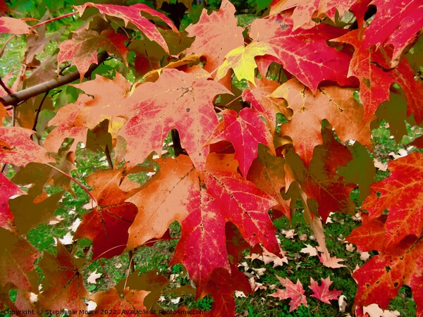 Red Maple Leaves Picture Board by Stephanie Moore