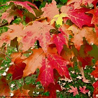 Buy canvas prints of Red Maple Leaves by Stephanie Moore