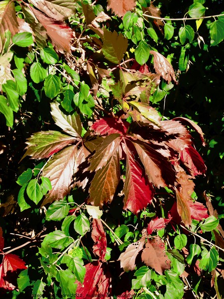 Colourful vine leaves Picture Board by Stephanie Moore