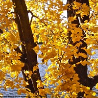 Buy canvas prints of Yellow leaves by Stephanie Moore
