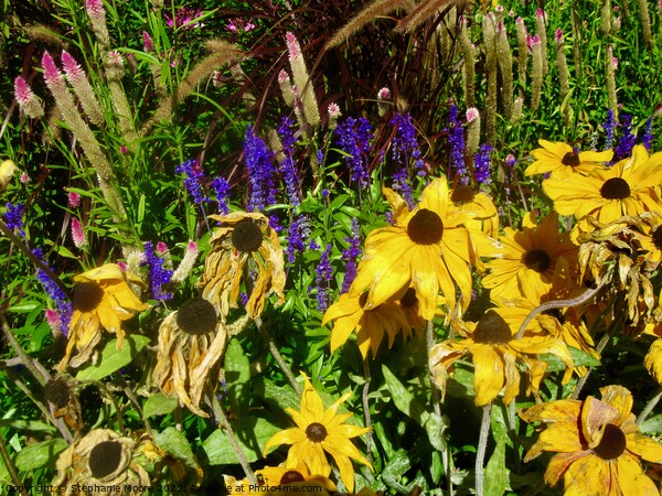 Dying Brown Eyed Susans Picture Board by Stephanie Moore