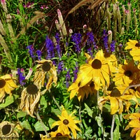 Buy canvas prints of Dying Brown Eyed Susans by Stephanie Moore