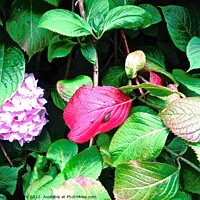 Buy canvas prints of Colourful leaves by Stephanie Moore