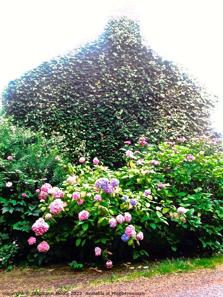 Ivy covered house Picture Board by Stephanie Moore