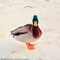 Buy canvas prints of Cold Duck by Stephanie Moore