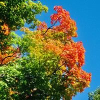 Buy canvas prints of Fall leaves by Stephanie Moore